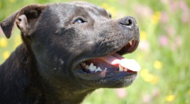 Détention de chiens dangereux