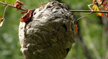 Essaims d’abeilles