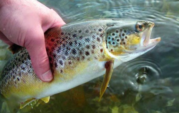 Pisciculture de la Source