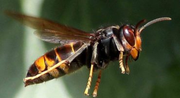 Dispositif départemental frelon asiatique