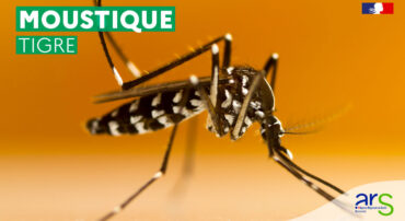 MOUSTIQUE TIGRE… EN NORMANDIE J’AGIS !